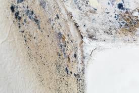 Best Mold Damage Restoration  in , OR